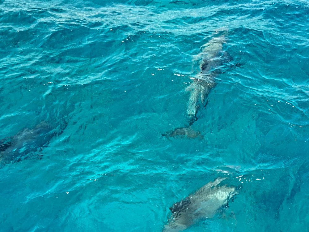 From Hurghada: Swim with Wild Dolphins at Dolphin House (Boat Trip & Lunch)