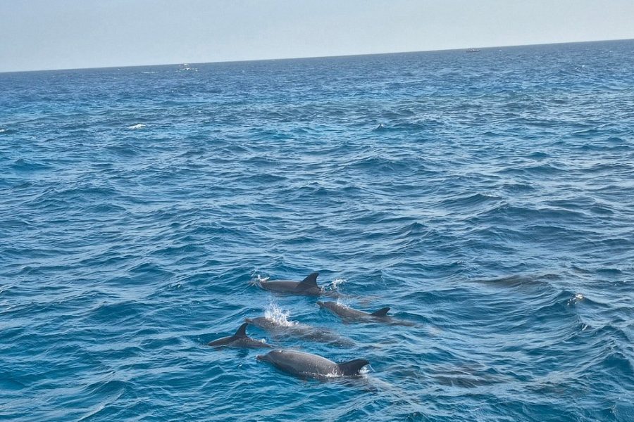 From Hurghada: Swim with Wild Dolphins at Dolphin House (Boat Trip & Lunch)