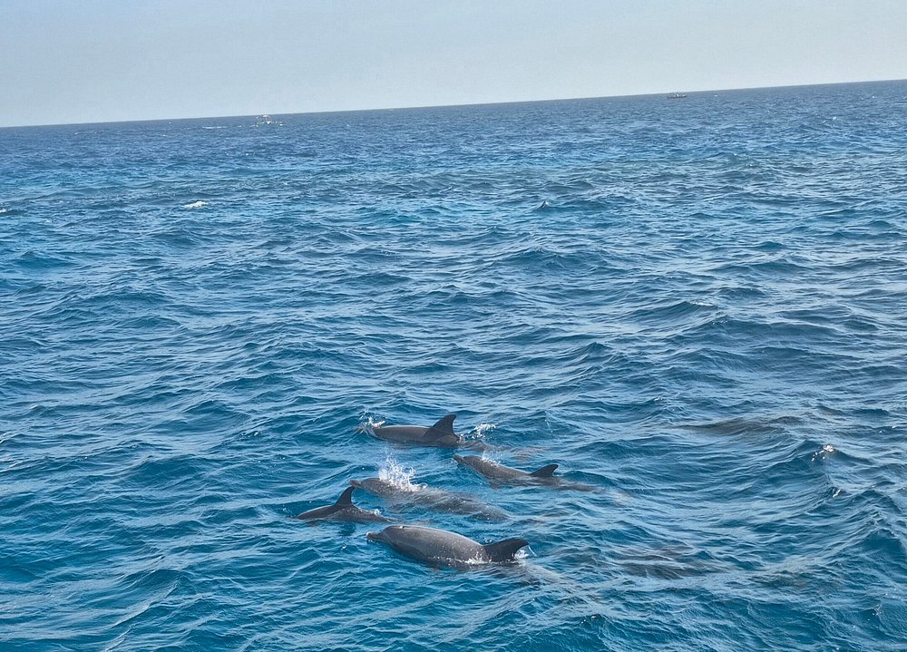 From Hurghada: Swim with Wild Dolphins at Dolphin House (Boat Trip & Lunch)