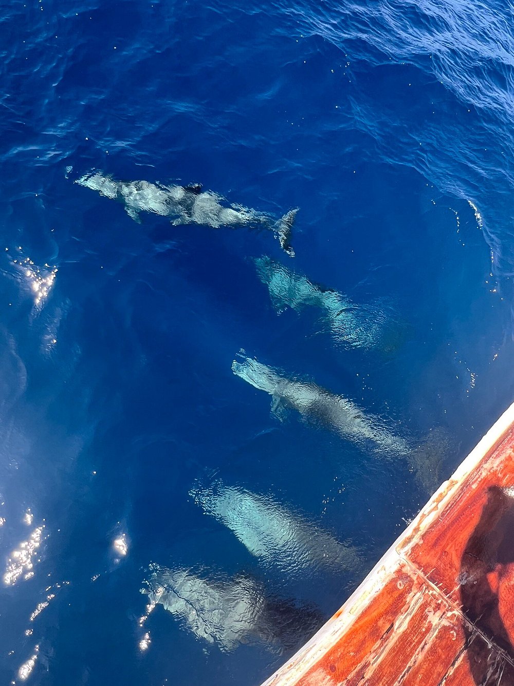 From Hurghada: Swim with Wild Dolphins at Dolphin House (Boat Trip & Lunch)