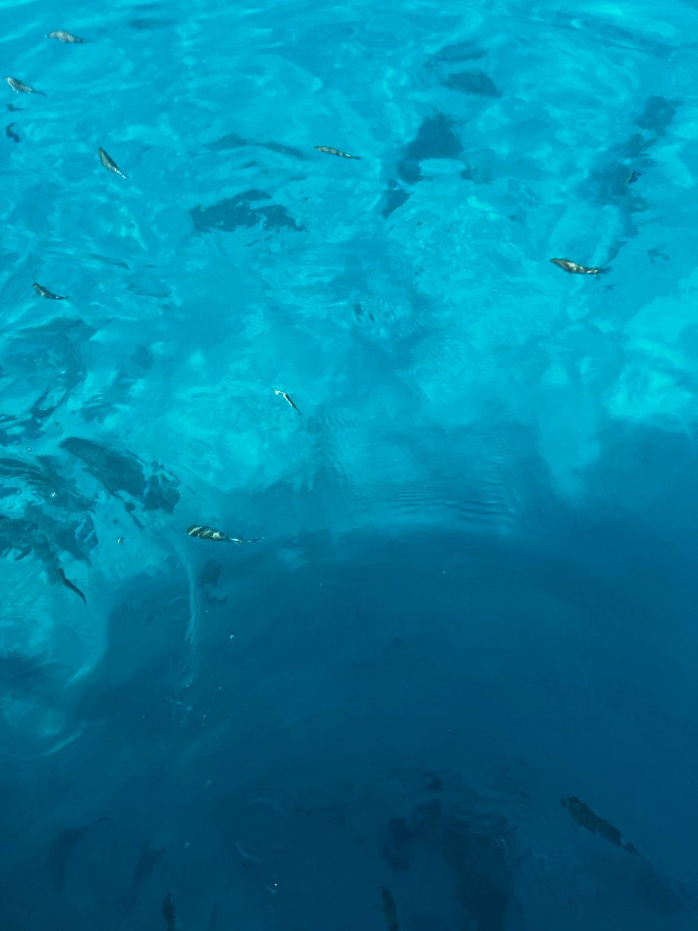 From Hurghada: Swim with Wild Dolphins at Dolphin House (Boat Trip & Lunch)