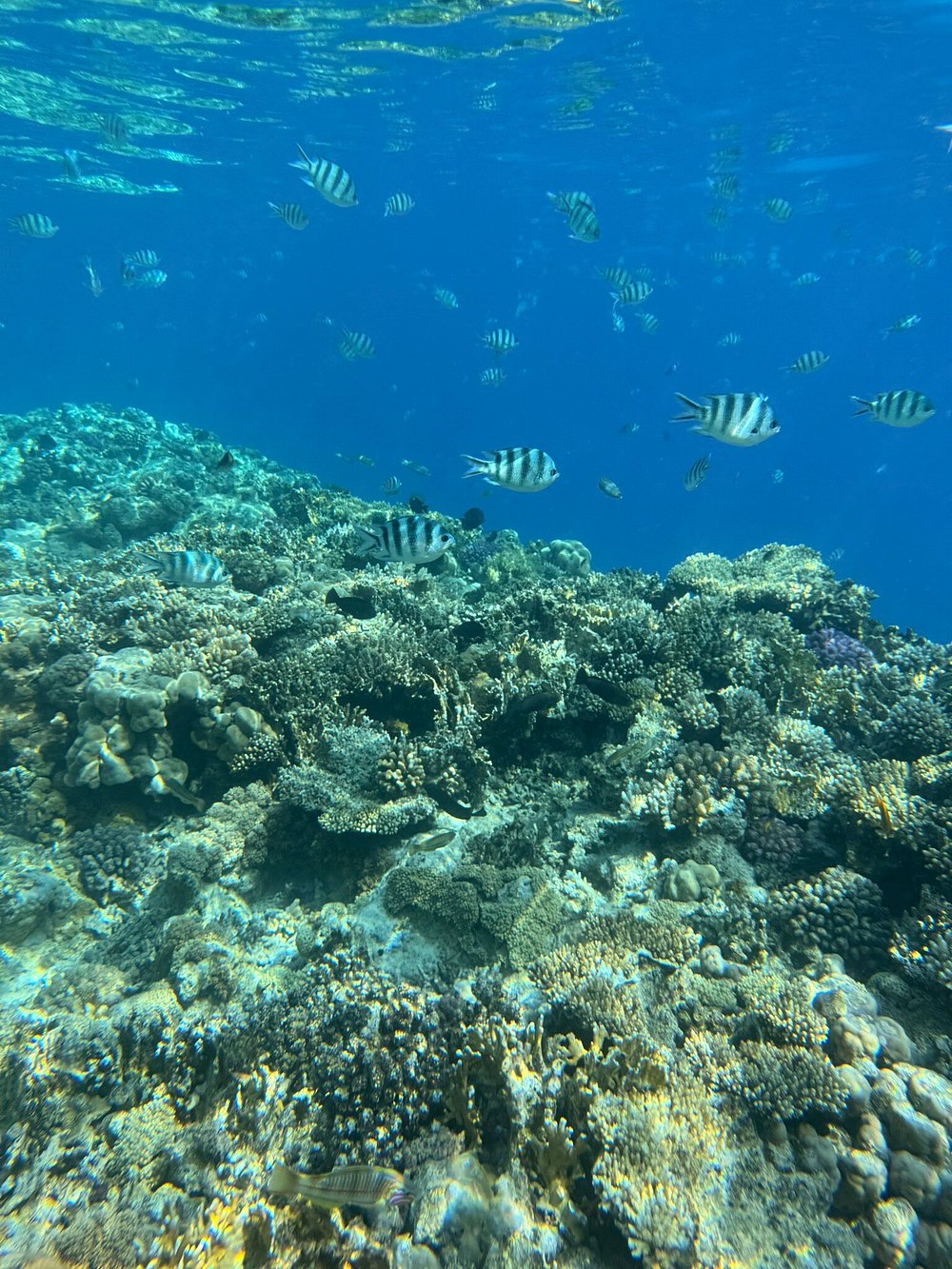 🌊 Tour Title: VIP Red Sea Cruise: Ras Mohamed National Park & The Magical White Island